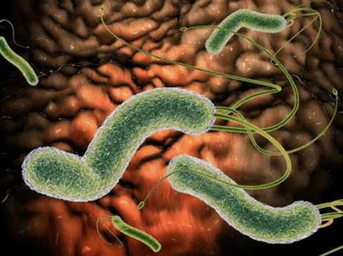 Welche Parasiten können im Körper sein