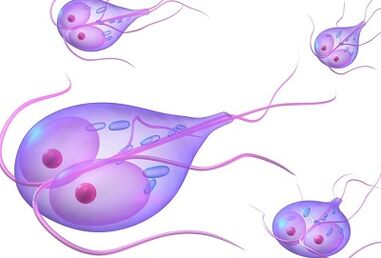 Arten von Parasiten im menschlichen Körper